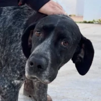 Adopta a Sara