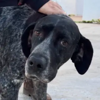 Sara