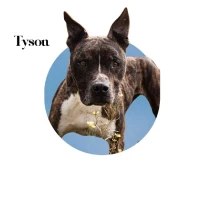 Adopta a Tyson