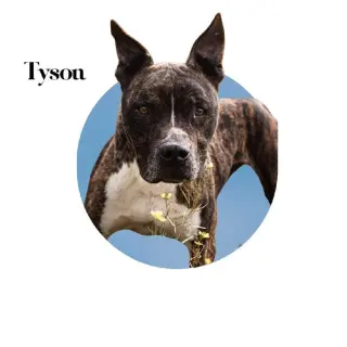 Tyson