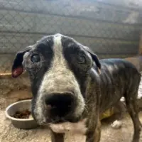 Adopta a Gordita