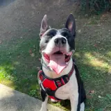 Adopta a Dana