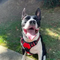 Adopta a Dana