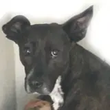 Adopta a Negrita