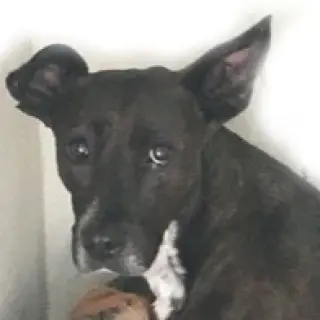Negrita