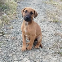 Adopta a Kitombo