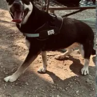 Adopta a Nala