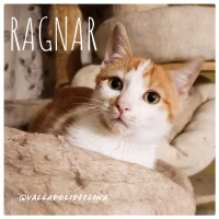 Adopta a Ragnar