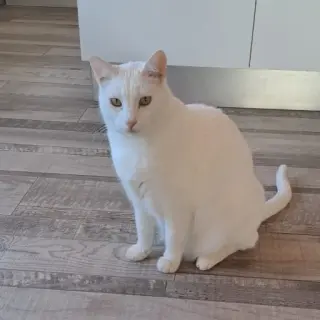 Nanouk