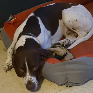 Axel