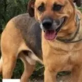 Adopta a Tommy