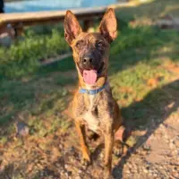 Adopta a Pascual