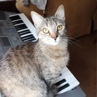 Mía