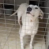 Adopta a Lola