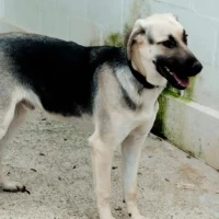 Adopta a Lucas