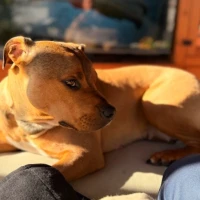 Adopta a Nevada