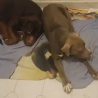 Adopta a Chico