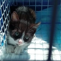 Adopta a Donut