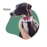 Adopta a Maine