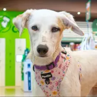 Adopta a Pola