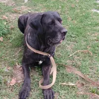 Adopta a Artemisa