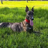 Adopta a Nayla