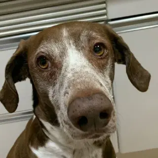 Sensi
