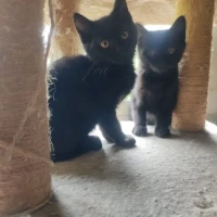 Adopta a Gatitos Cruce Persa