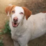 Adopta a Gaelle