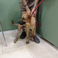 Adopta a Rubia