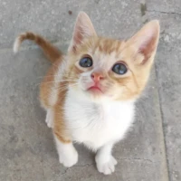 Adopta a Rusty