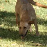 Adopta a Amela