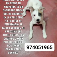 Adopta a Sin Nombre