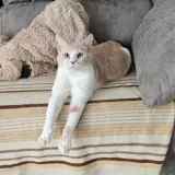 Adopta a Blanco La
