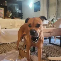 Adopta a Ragnar