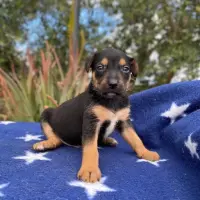 Adopta a Biggy