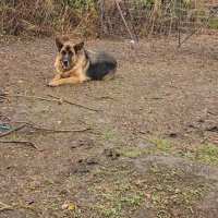 Adopta a Guissa