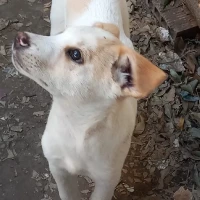 Adopta a Tres