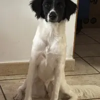 Adopta a Penca
