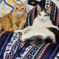 Adopta a Pipo / Felipe