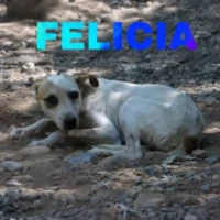 Adopta a Felicia