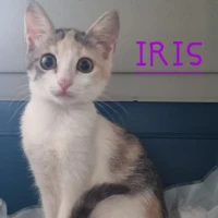 Adopta a Iris