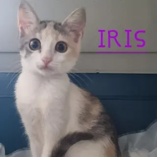 Iris