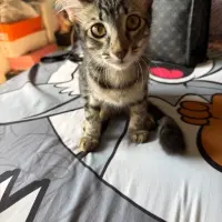 Adopta a Princesa