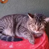 Adopta a Siro