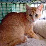 Adopta a Orquidea