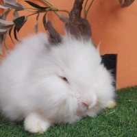 Adopta a Pedrito ( Bloque A)