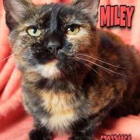 Adopta a Miley