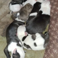 Adopta a 6 Perros 4 Machos Y 2 Hembras