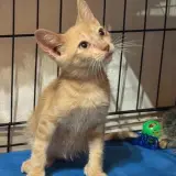 Adopta a Sanji